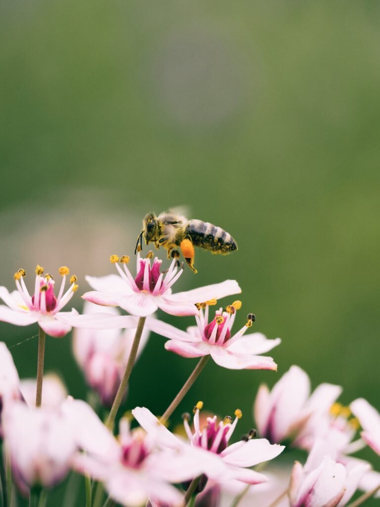 Este artículo exploraría el fascinante mundo de las abejas solitarias