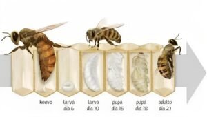 la importancia de la vida de las abejas
